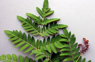 Royal fern